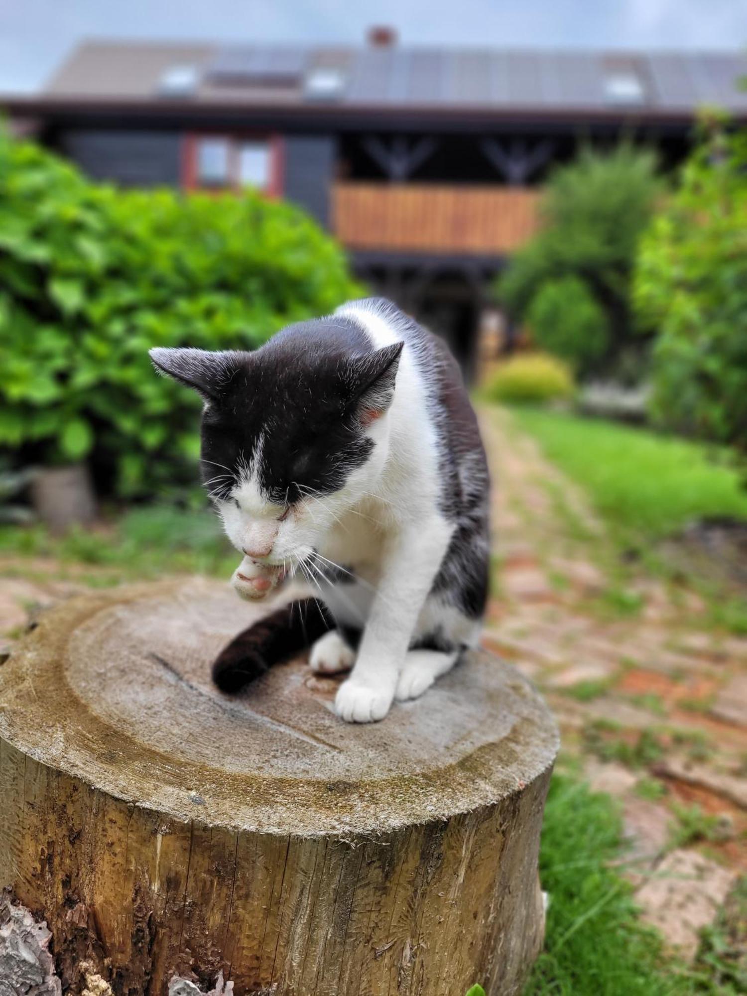 Osada Bura Polana Villa Ujsoły Dış mekan fotoğraf